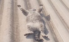 Snimka ove mačke na krovu apsolutni je hit na IG, lajkalo ju je preko 900 tisuća ljudi