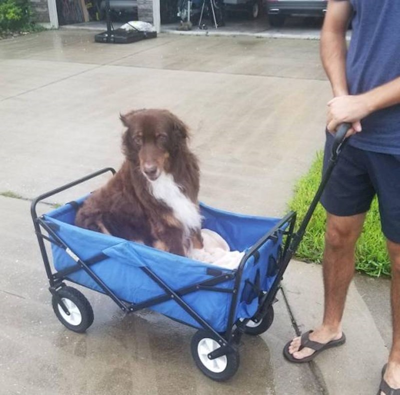 9. Više ne može dugo hodati hodati, a obožava u šetnje. Ali njihovi su vlasnici pronašli rješenje!