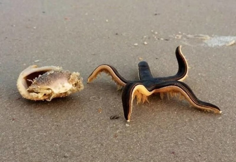 5. Ako ste se ikada pitali kako se kreće morska zvijezda - evo odgovora