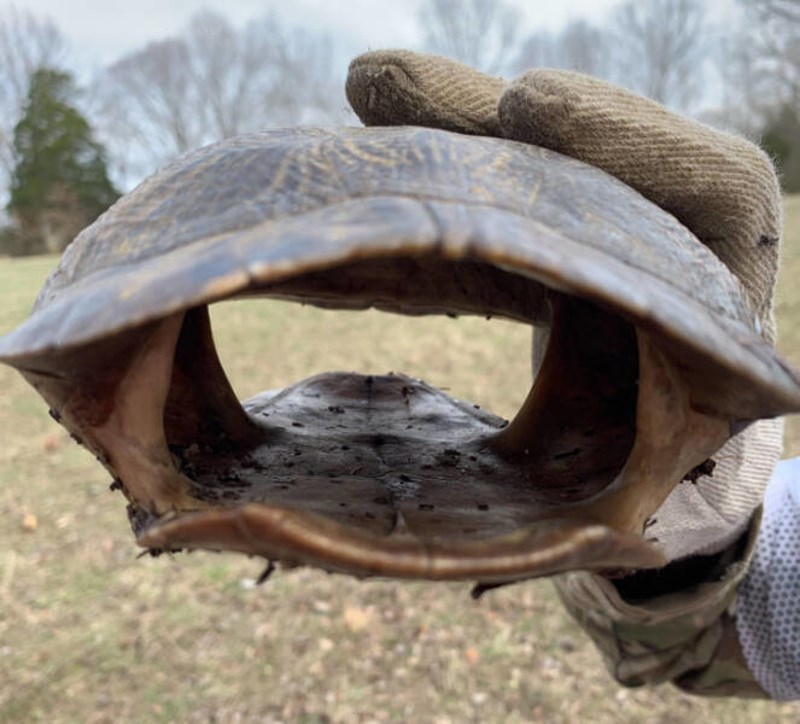 14. Prazan kornjačin oklop