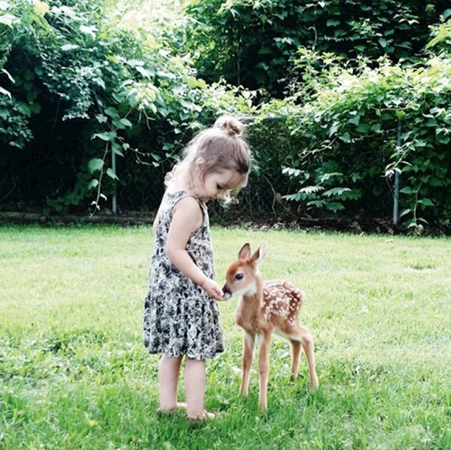 15. Mali bambi i moja kći u našem vrtu