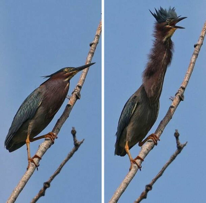 24. Moja prva fotka ptice ikad. Mislim da je ispala fenomenalno.🤣