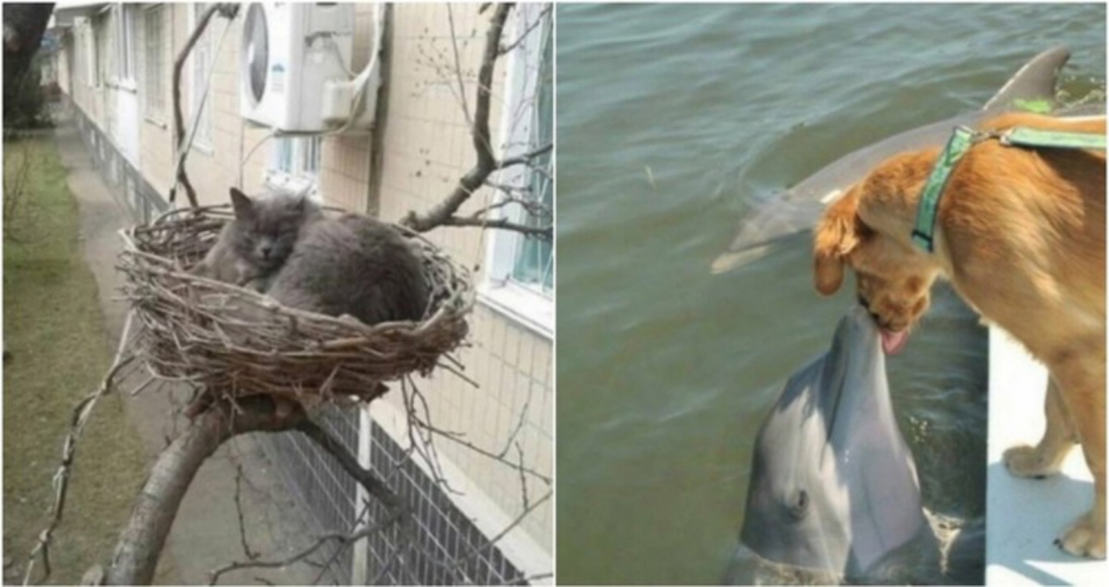 20+ ljudi fotkali su simpatične slučajnosti koje su im popravile dan