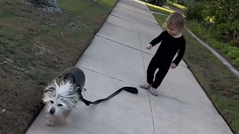 Klincu je ispao povodac dok je šetao psa, snimka onoga što je uslijedilo je teški urnebes