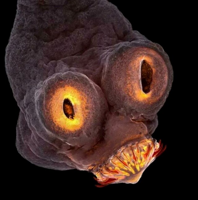 15. Glava crva pod mikroskopom