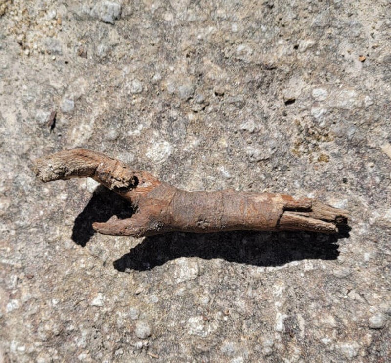 12. Komadić drveta koji podsjeća na rakova kliješta