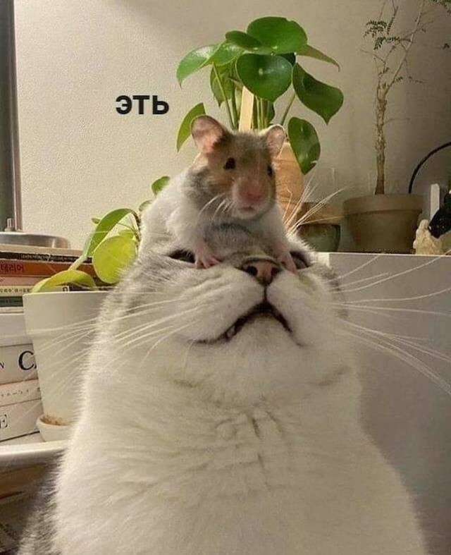 5.