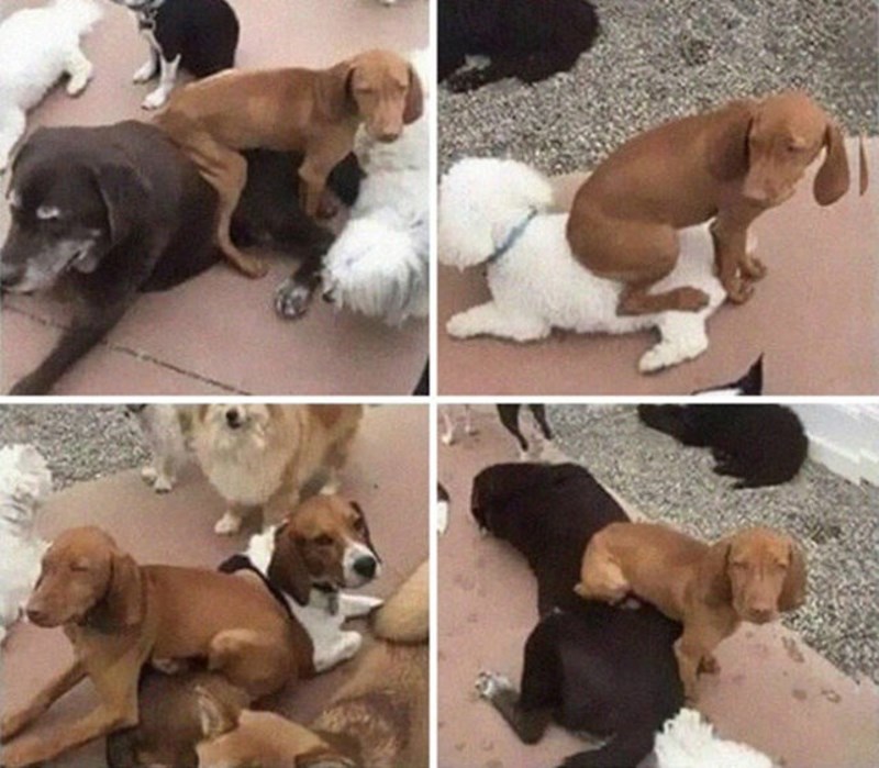 19. Uvijek sjedne na psa koji mu se sviđa 🤣