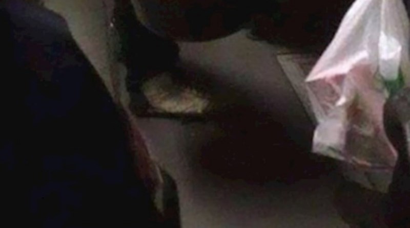 Fotka iz gradskog autobusa nasmijala je cijelu regiju, morate vidjeti što putnik nosi sa sobom