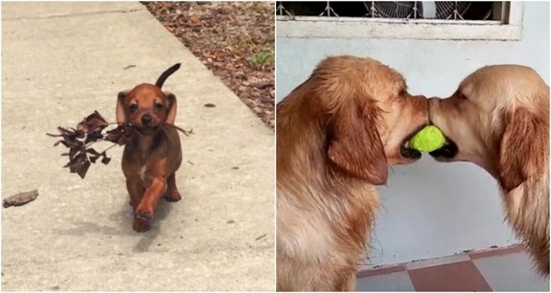 15 simpatičnih fotki životinja koje će vas momentalno oraspoložiti