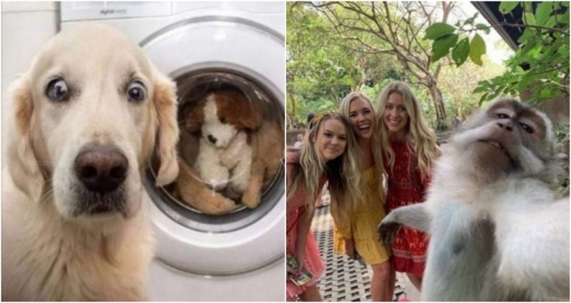 17 smiješnih fotki životinja nakon kojih je nemoguće ostati mrzovoljan