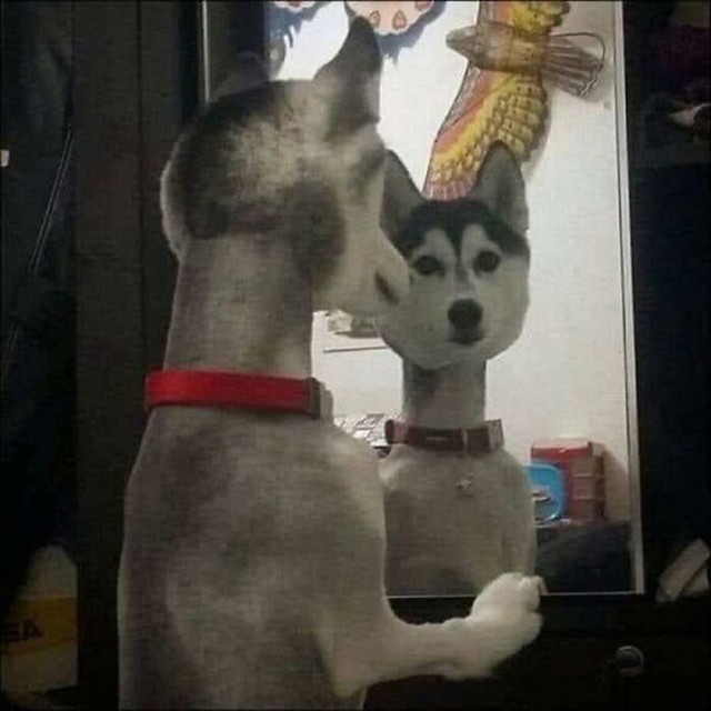 26. Husky i ogledalo