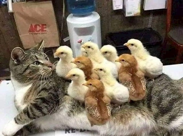 8.