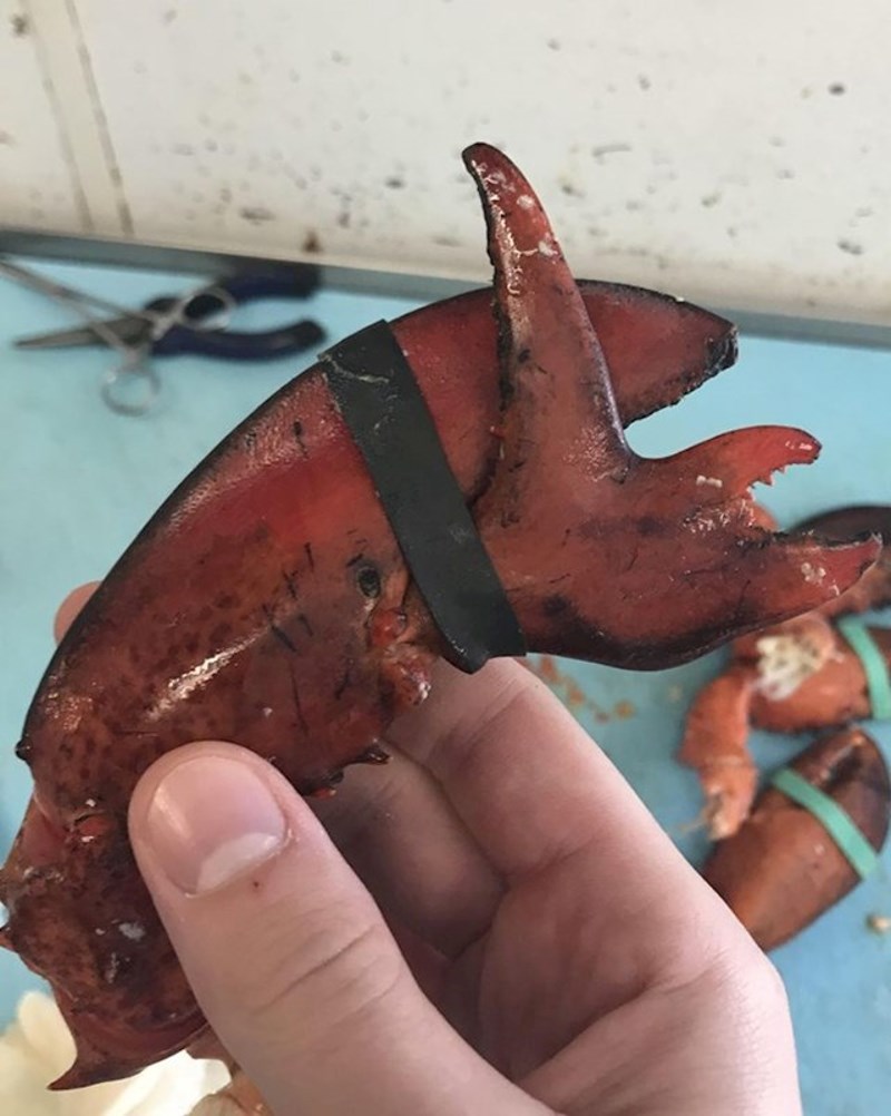 8. Rijetka mutacija na klještima