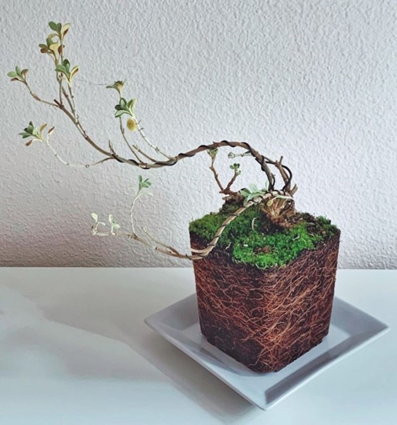 Upravo sam izvadila ovu biljku iz kockaste tegle.