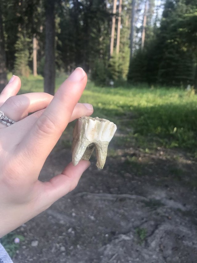 Zub mamuta