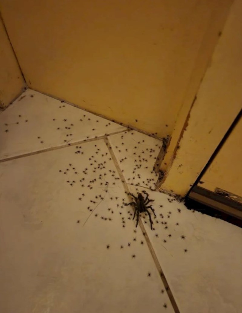 Poprskala sam pauka, izašlo je milijun malih