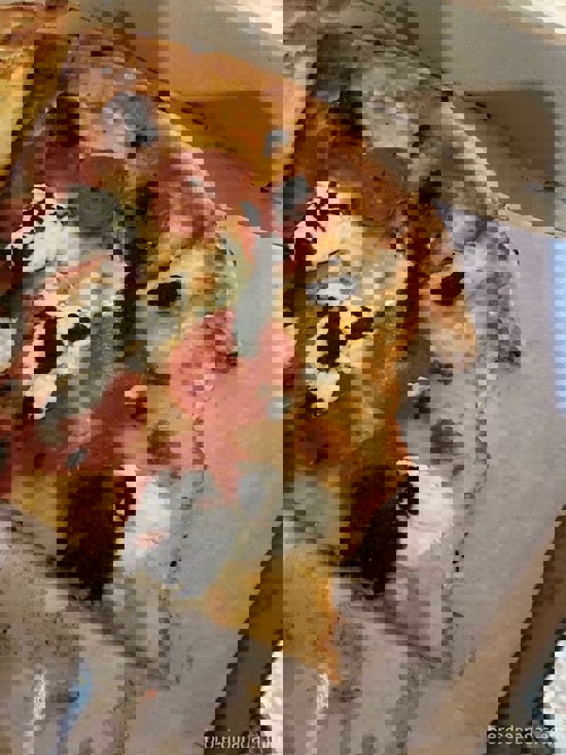 Svekrva svaki put odgrize samo kore s pizze, svačije pizze