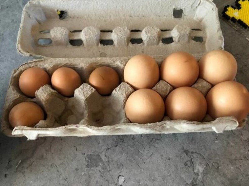 Jaja mlade i stare koke