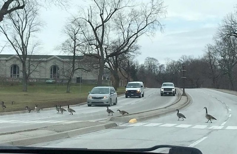 Svi su strpljivo čekali da guske prijeđu cestu