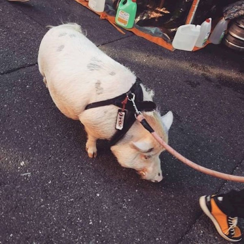 Sasvim je normalno na ulici vidjeti ljubimce koji nisu psi i mačke