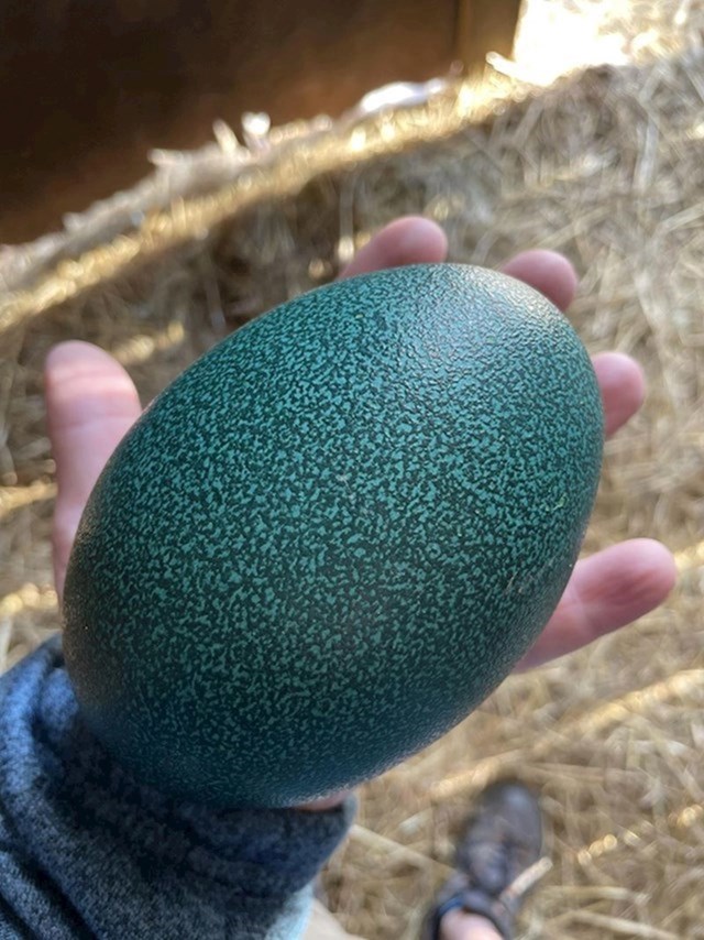 Ovo je jaje emua, vjerojatno najljepše jaje od svih životinja