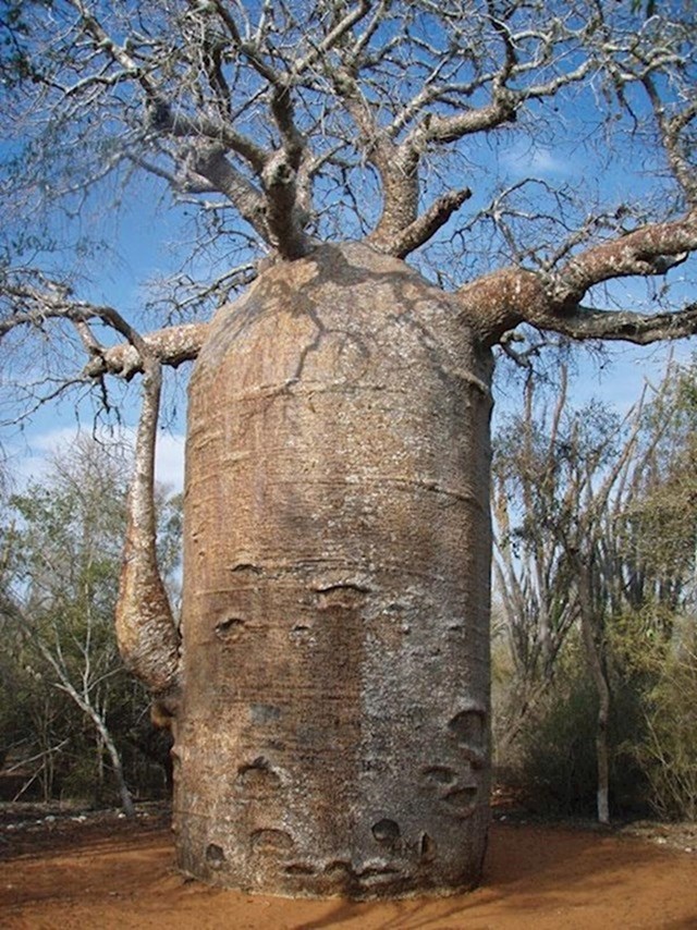 Baobab može pohraniti više od 120 litara vode