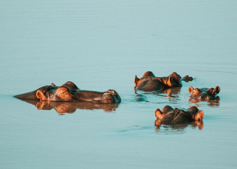 Godišnje više ljudi ubiju nilski konji nego morski psi