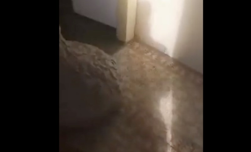 Širi se strašna snimka s Brača, ljude je šokiralo ono što su zatekli u vikendici