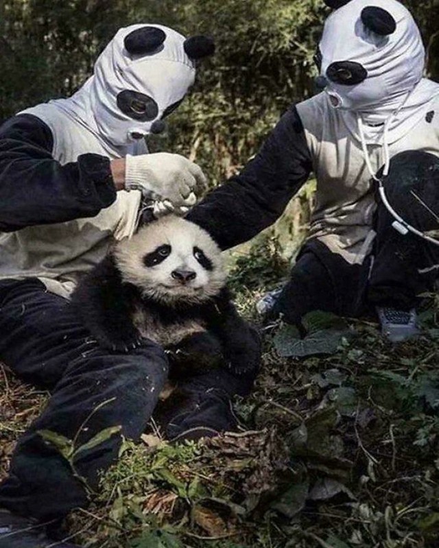Čuvari pandi u Kini