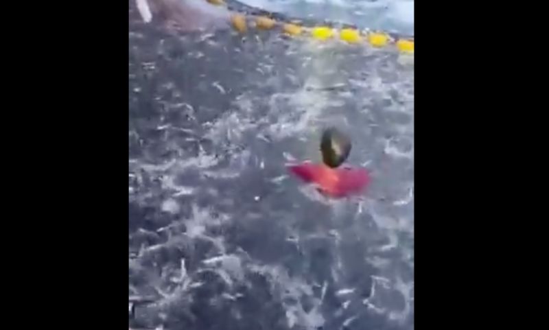 Snimka iz Primoštena popravit će vam dan. Ribar je uskočio u mrežu punu ribe, morate vidjeti razlog!