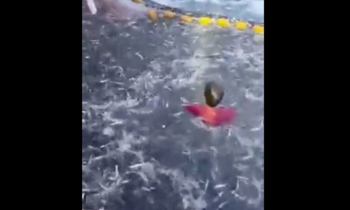 Snimka iz Primoštena popravit će vam dan. Ribar je uskočio u mrežu punu ribe, morate vidjeti razlog!