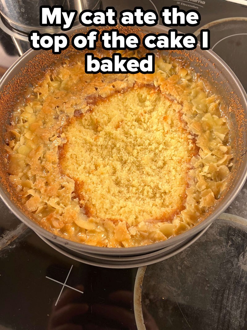 Mačka mi je pojela vrh torte