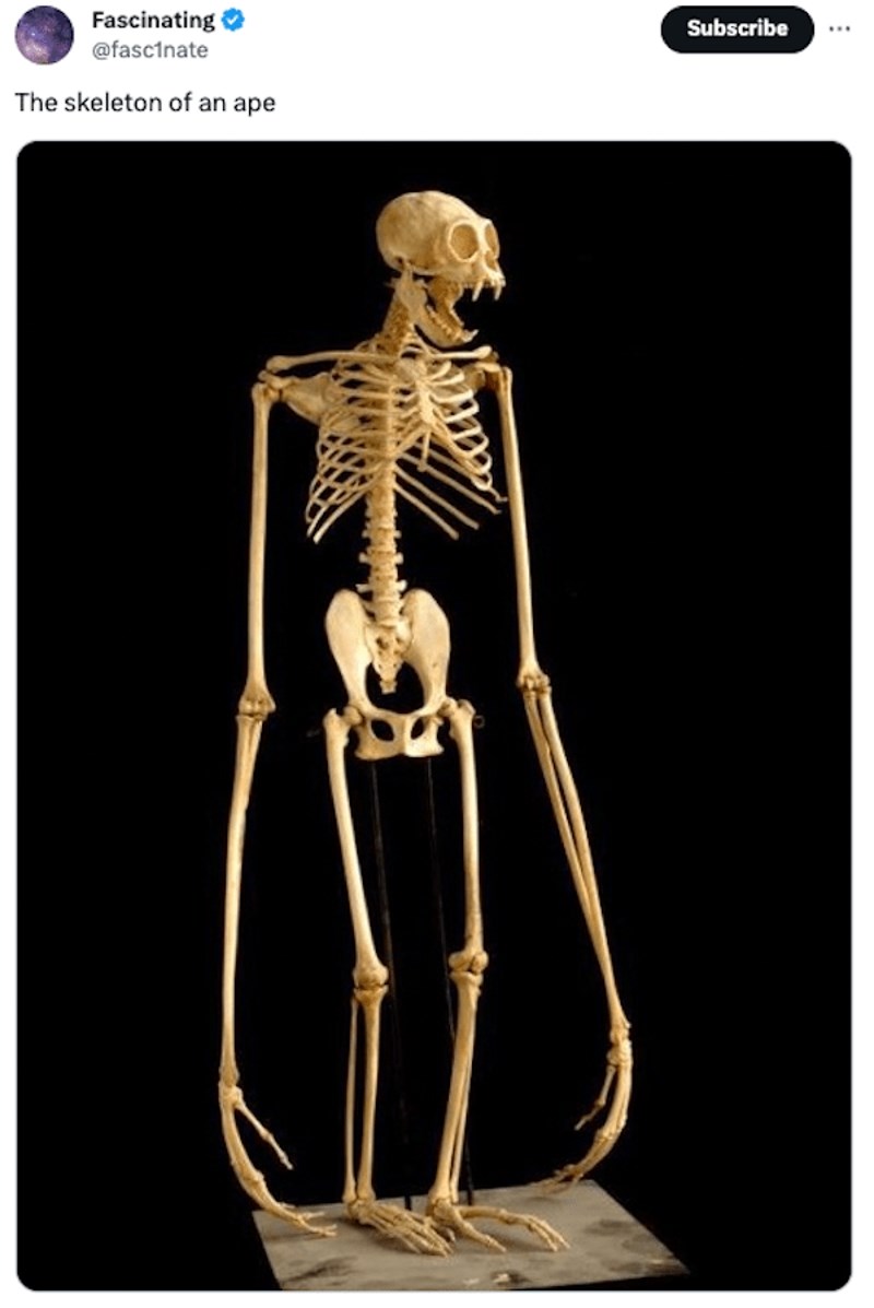 Skelet majmuna