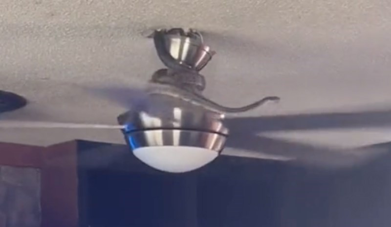 Snimao je zmiju kako se pokušava spustiti niz stropni ventilator, snimka izaziva noćne more