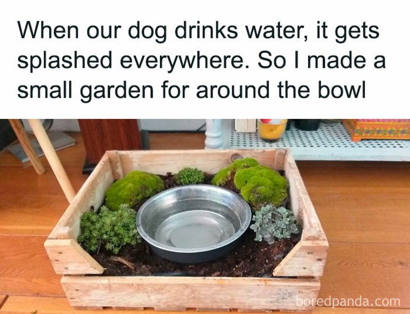 Svaki put kad pas pije, zalijeva biljke