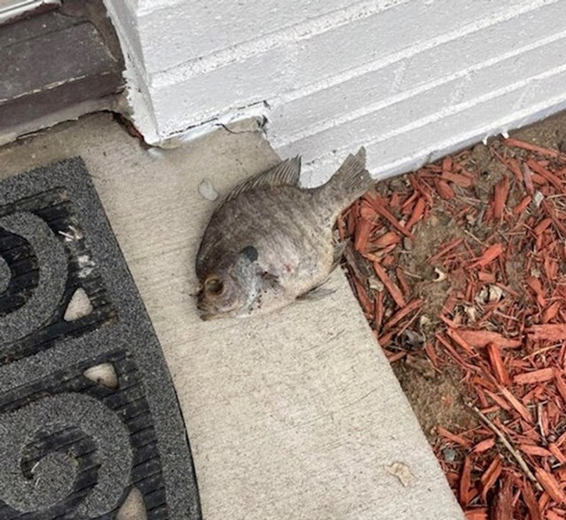 Uselili smo u novu kuću i sutradan pronašli ovo ispred vrata