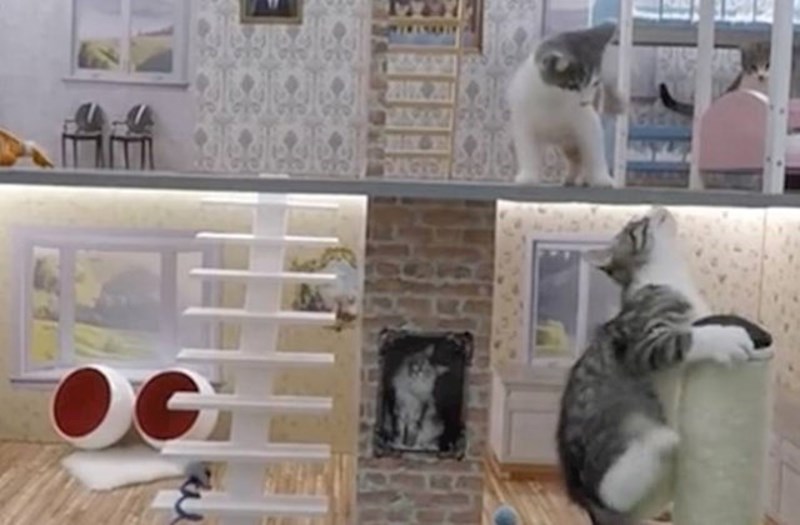 Ovo je isječak iz islandske TV emisije "Keeping up with the Kattarshians". Glavne zvijezde su mačke koje žive u malenoj kući. 😅