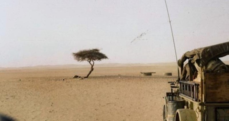 Oko ovog drva u krugu 400 kilometra ne postoji ništa, nikad ne biste pogodili tko ga je uništio