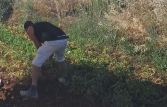 Dalmatinac je pronašao način kako raditi u vrtu ljeti, morate vidjeti ovo rješenje!