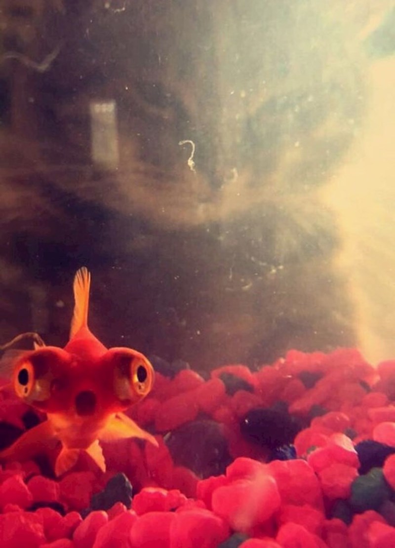 Mačka je iza mene??!!! Zar ne??!!