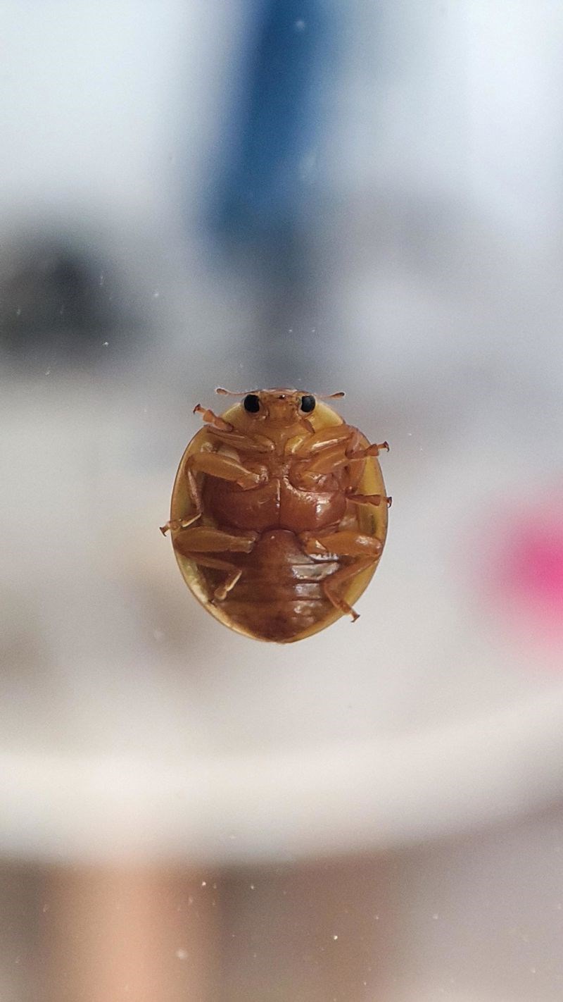 Donja strana bubamare