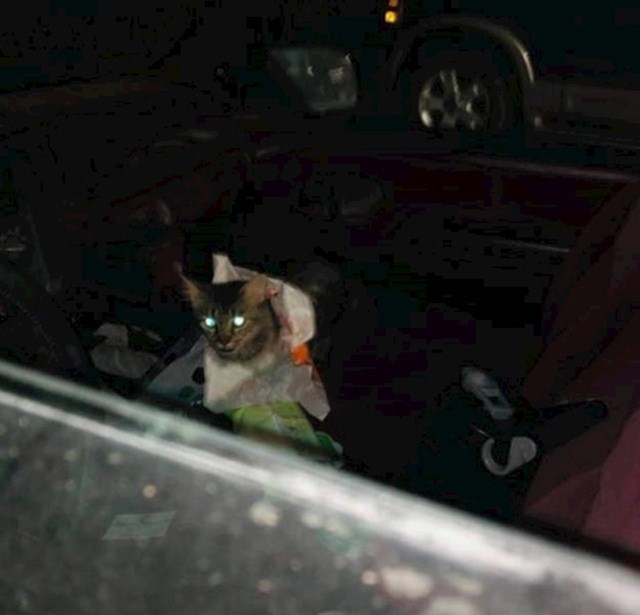 Tata je ostavio otvoren prozor u autu samo dok ode do kioska, a mačka lutalica je ušla i pojela mu sve nachose