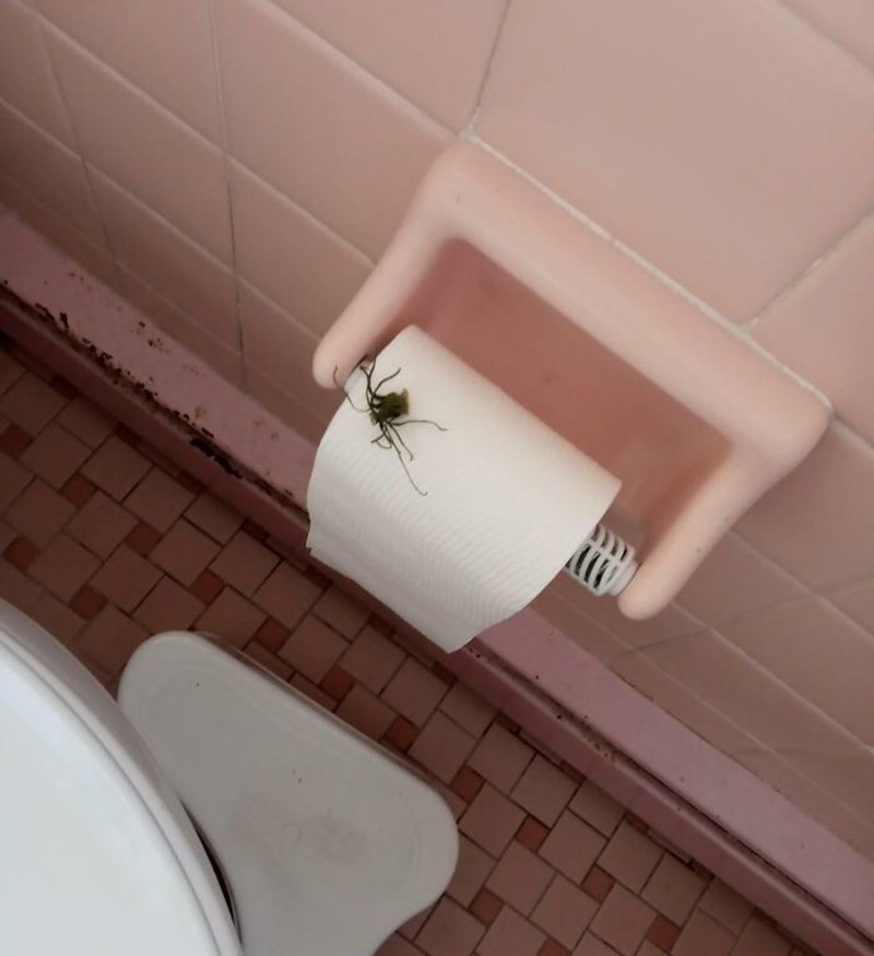 Ubio je pauka i ovako ga ostavio