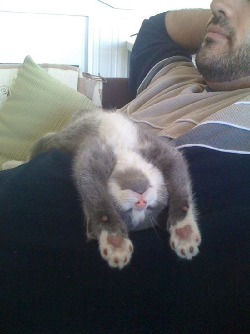 Mačke se, kad su umorne, pretvore u tekućinu