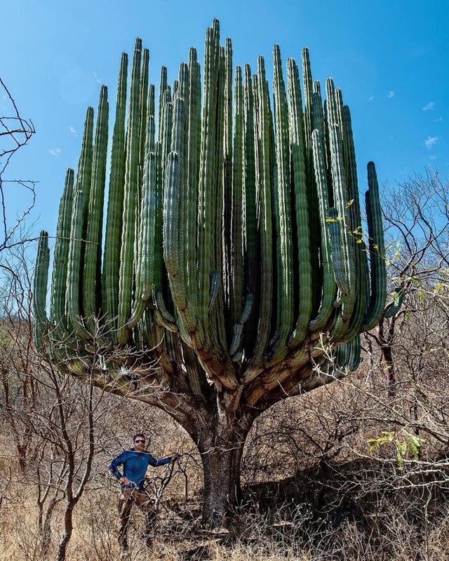 Divovski kaktus saguaro