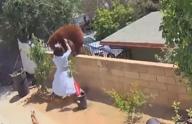 Video od 30M pregleda: pogledajte kako izgledaju najluđi susreti ljudi s životinjama