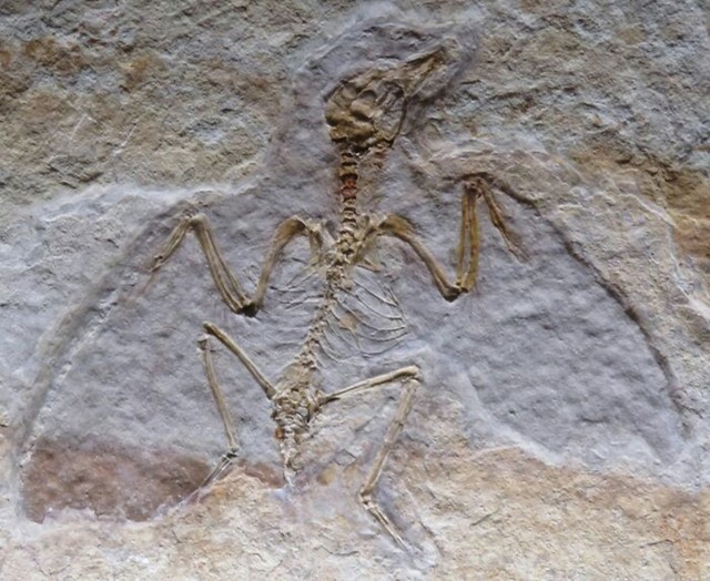 Fosili dinosaura bili su fosili i za druge dinosaure