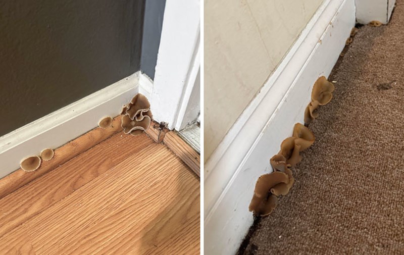 Iza parketa rastu gljive