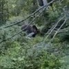 Širi se snimka iz šume u Lici: Što medvjed napravi kad vidi Ličanina?